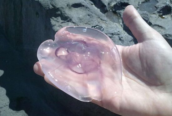 7 lucruri despre cel mai gelatinos animal din Marea Neagră, meduza