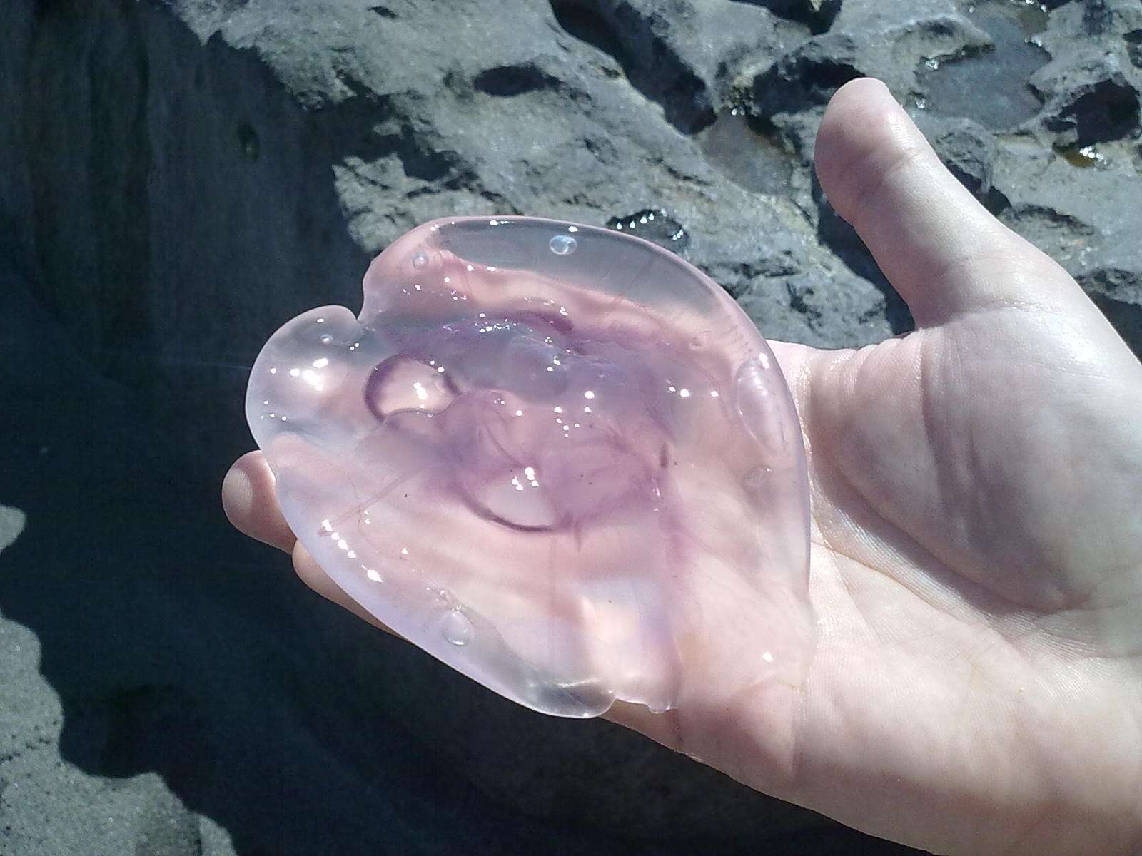 7 lucruri despre cel mai gelatinos animal din Marea Neagră, meduza