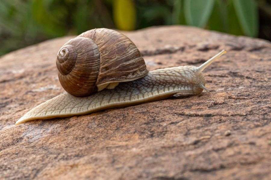 7 lucruri pe care nu le știai despre melci
