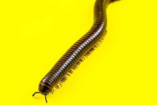 7 curiozități din lumea miriapodelor
