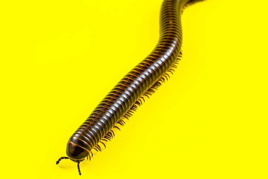 7 curiozități din lumea miriapodelor