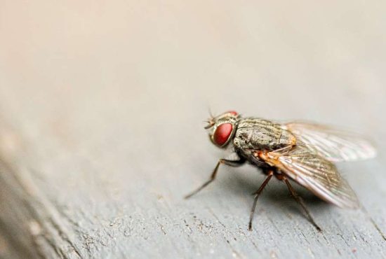 7 lucruri fascinante despre regina insectelor, musca