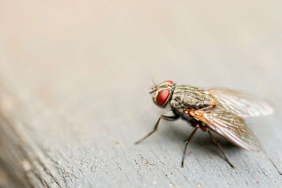 7 lucruri fascinante despre regina insectelor, musca