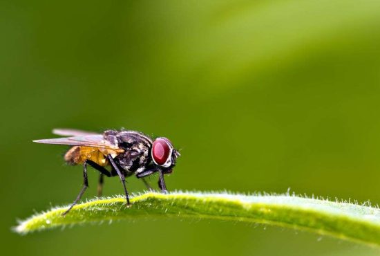 7 lucruri despre cea mai nobilă insectă, musca