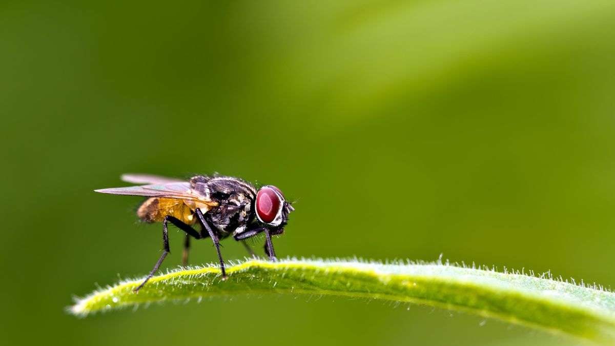 7 lucruri despre cea mai nobilă insectă, musca