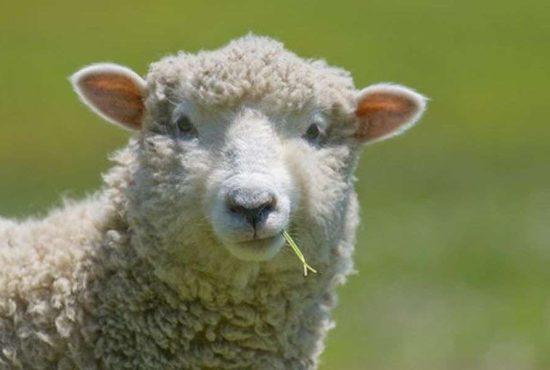 7 lucruri despre inedita legătură dintre oi și bere