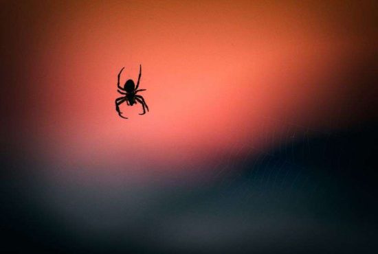 7 lucruri absolut terifiante despre păianjeni