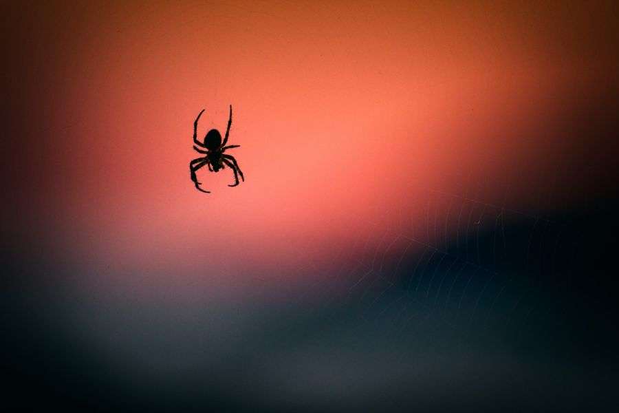 7 lucruri absolut terifiante despre păianjeni