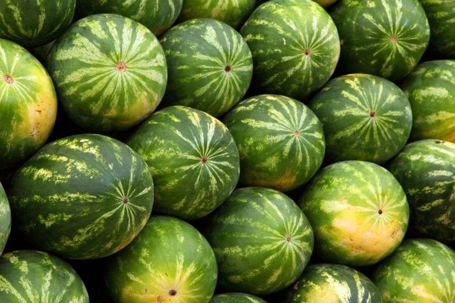 7 metode pentru a recunoaşte pepenii adevăraţi de Dăbuleni