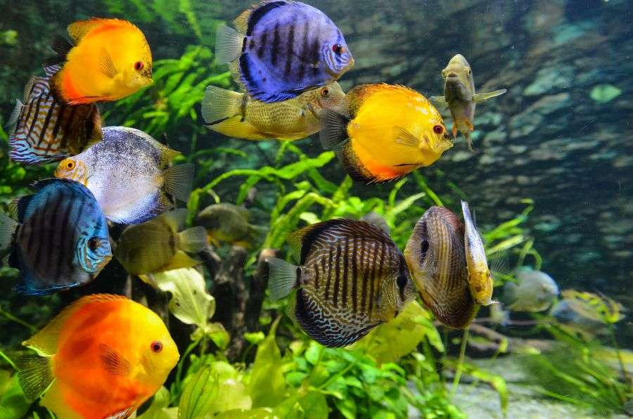 7 specii de pești de acvariu de care nu știai