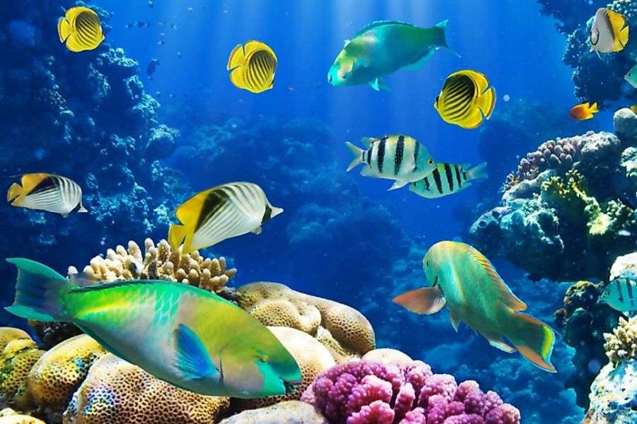 7 lucruri pe care nu le ştiai despre peşti