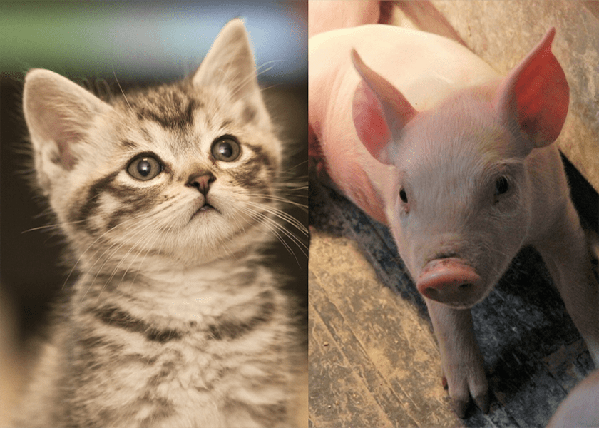 7 motive pentru care o pisică e mai bună decât un porc