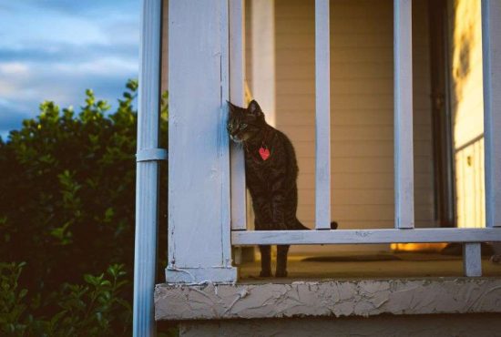 7 motive pentru care pisicile pleacă de acasă