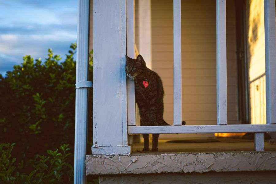 7 motive pentru care pisicile pleacă de acasă