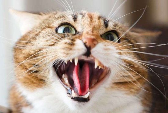 7 specii de pisici de care probabil nu ai auzit