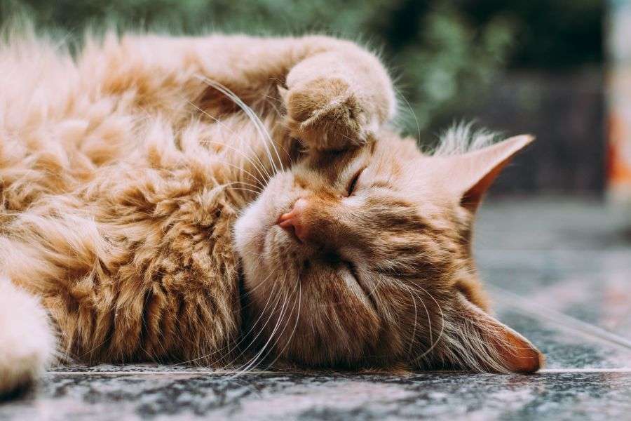 7 idei ca să-ți faci pisica și mai virală