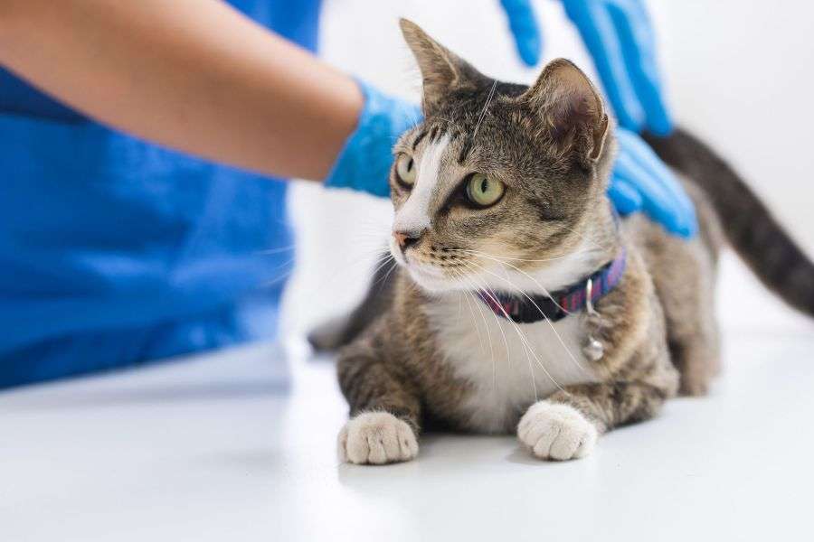 7 lucruri de care să ții cont când mergi cu pisica la veterinar