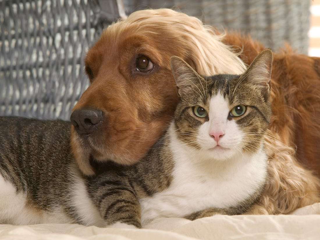 7 motive pentru care nu vrei să dormi cu animalul în pat
