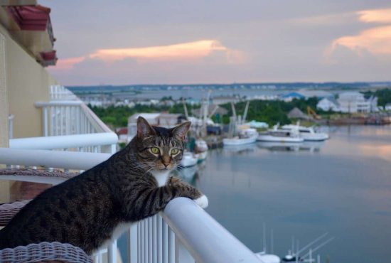 7 locuri ideale să mergi în vacanță cu pisica