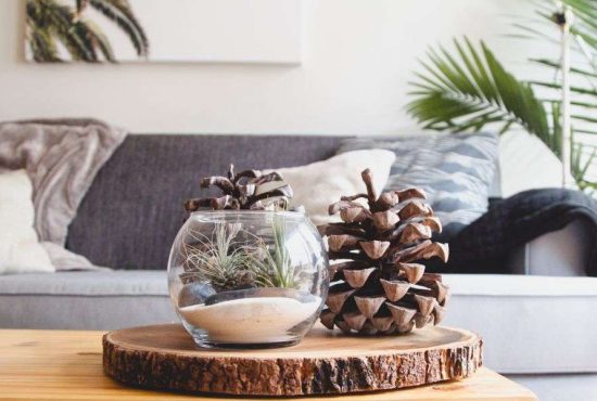 7 plante care nu sunt recomandate pentru apartament