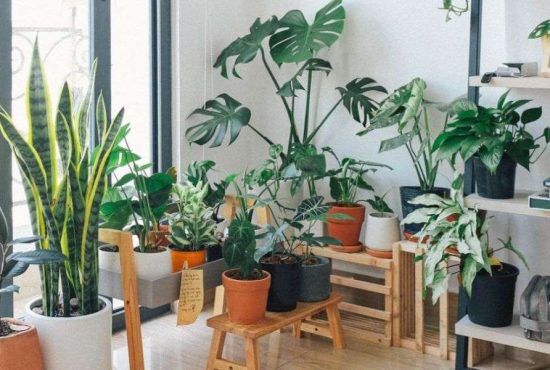 7 plante de apartament de care nu știai