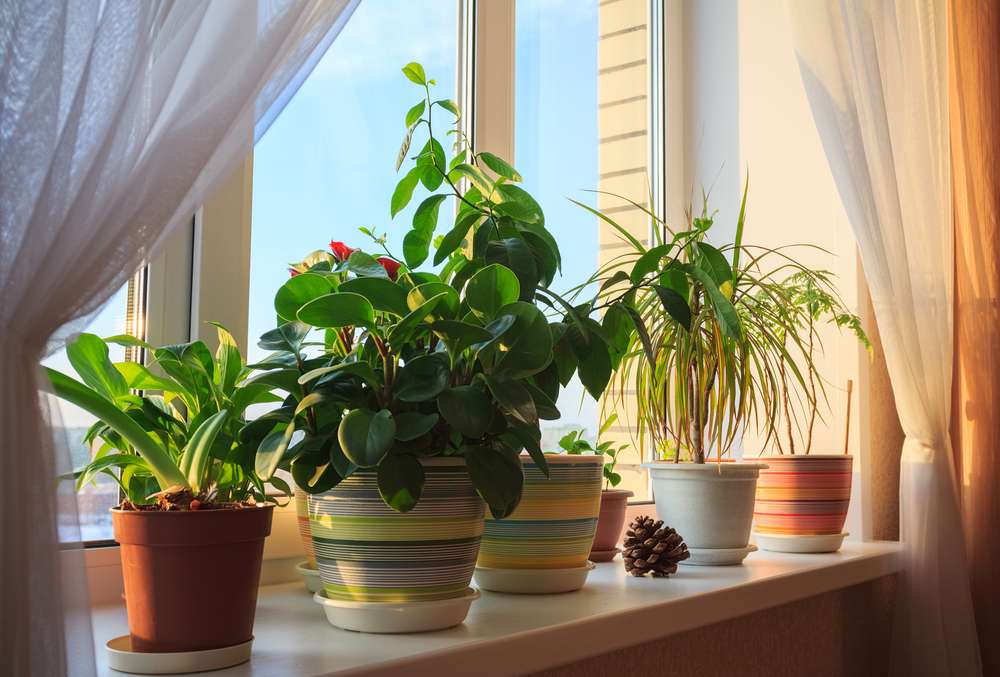7 metode prin care poți evita ofilirea florilor