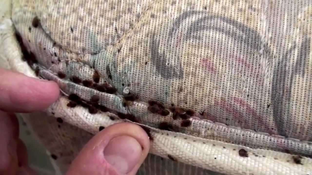 7 lucruri mai puţin cunoscute despre ploşniţe