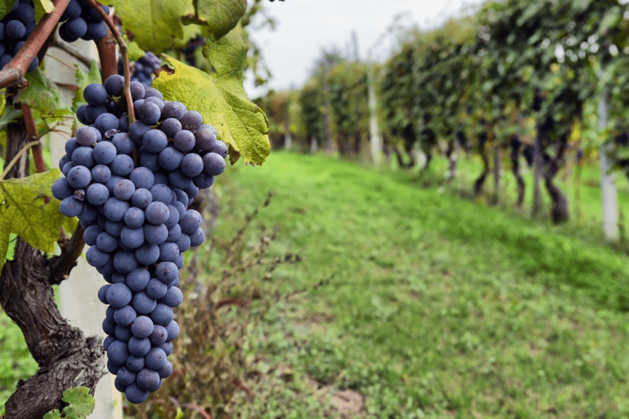 7 soiuri de vin românești de care probabil n-ai auzit
