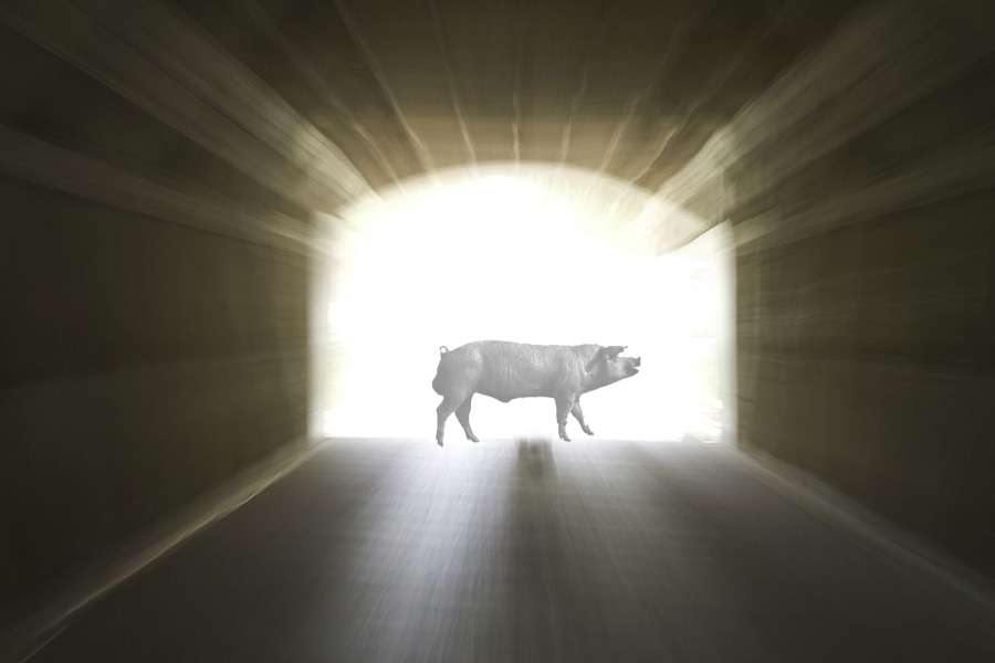 7 indicii că ai fost un porc într-o viață anterioară