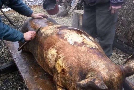 7 momente din istoria tăierii porcului în România