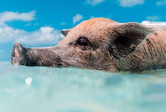 7 rase hibride de animale ideale pentru România
