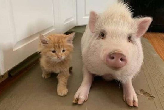 7 motive pentru care un porc e mai bun decât o pisică