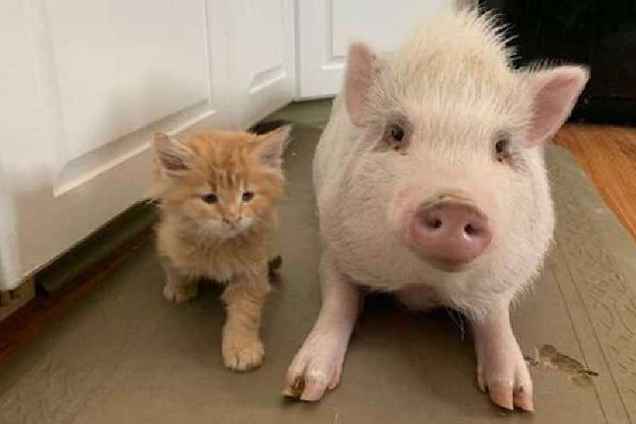 7 motive pentru care un porc e mai bun decât o pisică