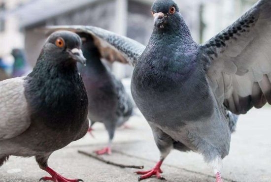 7 lucruri despre cel mai mare duşman al omului, porumbelul