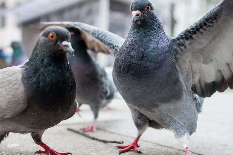 7 lucruri despre cel mai mare duşman al omului, porumbelul