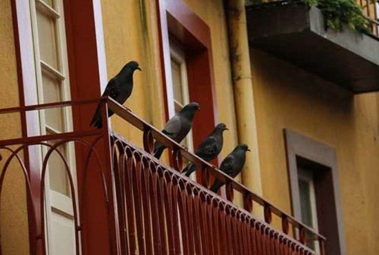 7 metode simple să scapi de porumbeii de pe balcon