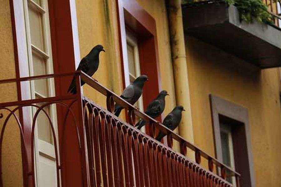 7 metode simple să scapi de porumbeii de pe balcon