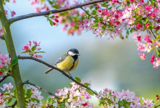 7 lucruri despre cum se trezeşte natura la viaţă primăvara