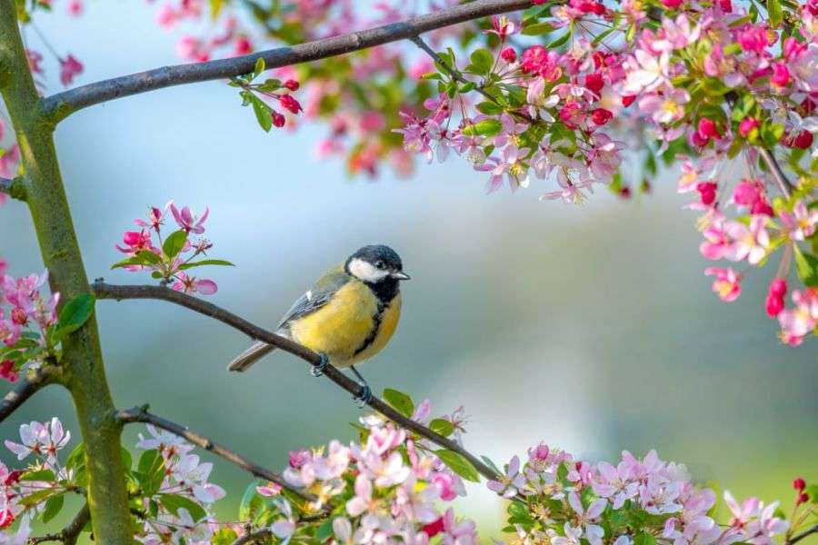 7 lucruri despre cum se trezeşte natura la viaţă primăvara