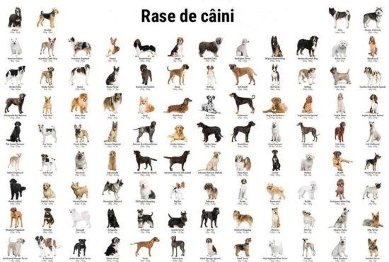 7 rase de câini de care nu știai