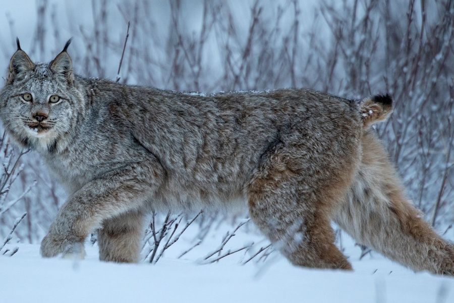 7 lucruri despre cea mai mare felină a României, râsul