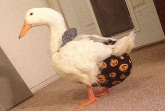 7 nume perfecte pentru animalul tău de companie, dacă acesta e o raţă