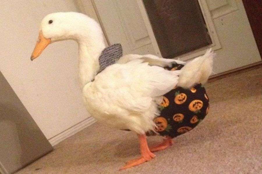 7 nume perfecte pentru animalul tău de companie, dacă acesta e o raţă