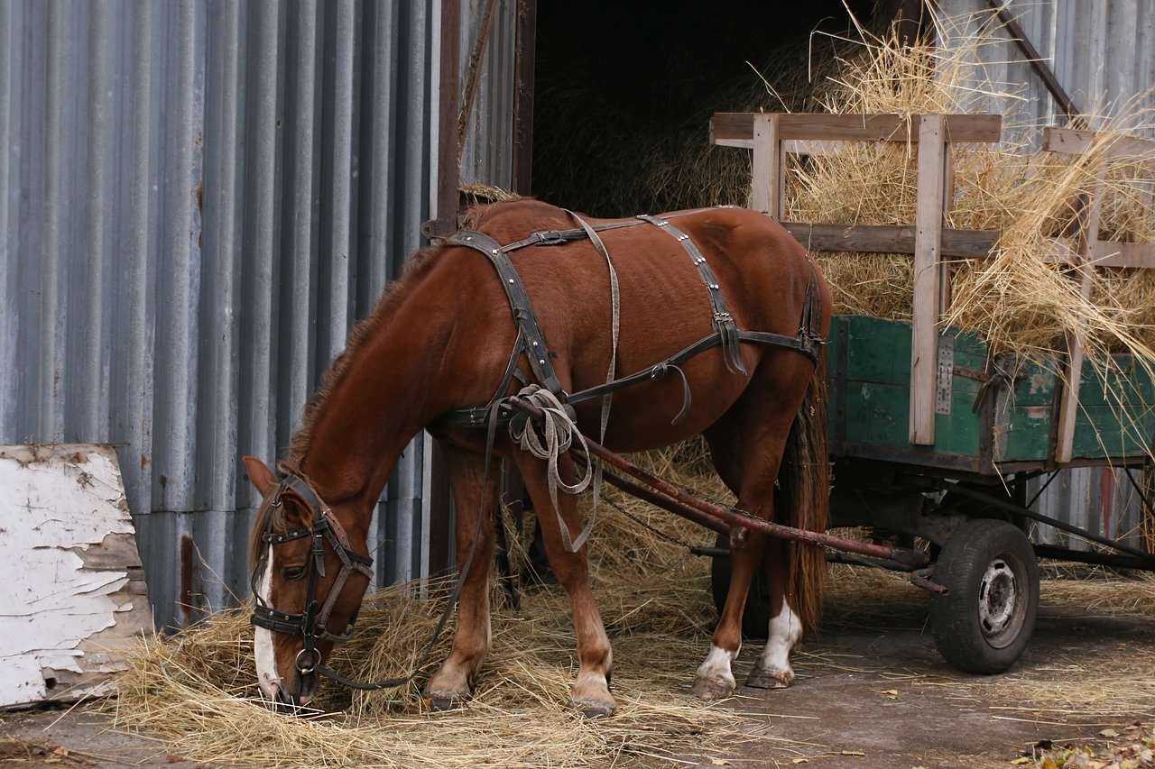 7 reguli de circulaţie pentru căruţe