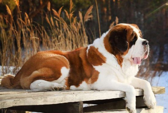 7 motive pentru care merită să-ți iei un Saint Bernard dacă stai la bloc