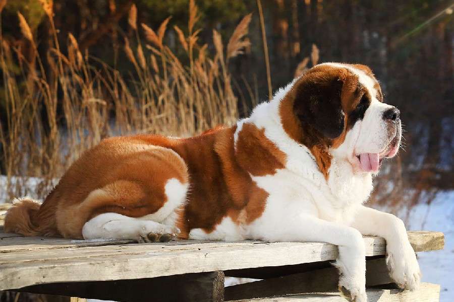7 motive pentru care merită să-ți iei un Saint Bernard dacă stai la bloc
