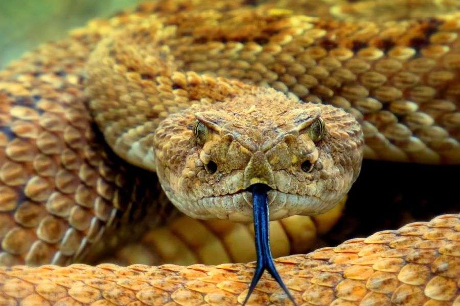 7 lucruri pe care să le faci dacă te întâlnești cu un șarpe