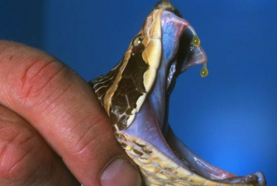 7 vietăți rezistente la venin