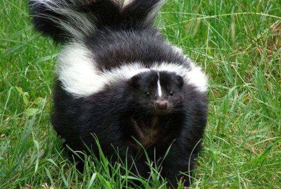 Ți s-a luat de câini și pisici? 7 alternative exotice de animale de companie