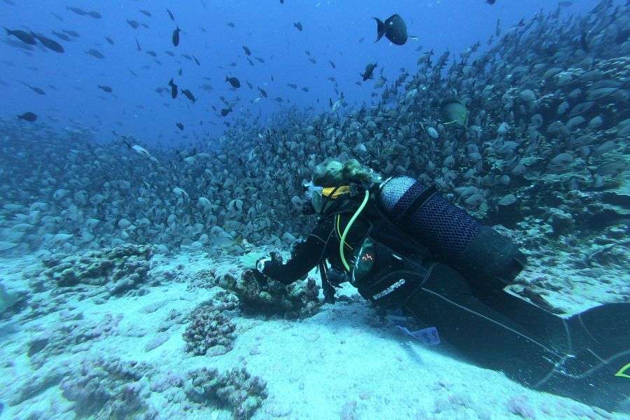 7 sfaturi utile pentru cei care fac scuba diving